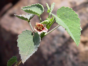 Abutilon incanum - Pelotazo, Hoary Abutilon (pink flower and leaves)