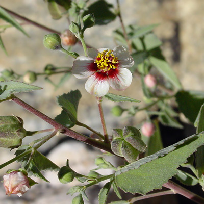 Abutilon incanum - Pelotazo, Hoary Abutilon (white flower)