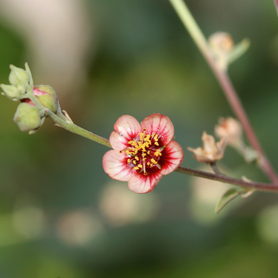Abutilon incanum - Pelotazo, Hoary Abutilon (pink flower)