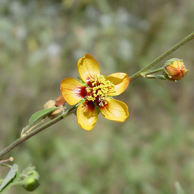 Abutilon incanum - Pelotazo, Hoary Abutilon (yellow flower)
