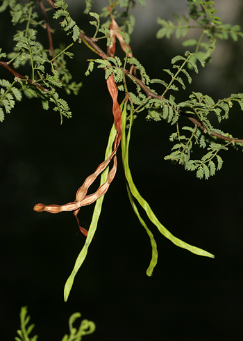 Seedpods on an Acacia constricta - Whitethorn Acacia, White-thorn Acacia