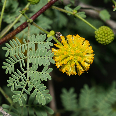 Flower and leaf of an Acacia constricta - Whitethorn Acacia, White-thorn Acacia