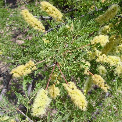 Acacia greggii - Catclaw Acacia (flowers)