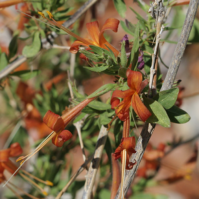 Anisacanthus thurberi - Thurber's Desert Honeysuckle, Chuparosa (orange-brown flowers)