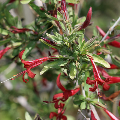 Anisacanthus thurberi - Thurber's Desert Honeysuckle, Chuparosa (red flowers)