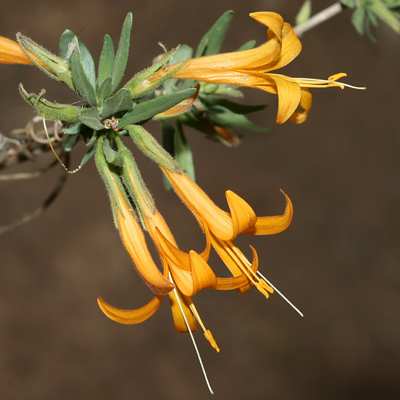 Anisacanthus thurberi - Thurber's Desert Honeysuckle, Chuparosa (orange-yellow flowers)