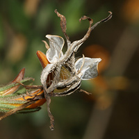 Anisacanthus thurberi - Thurber's Desert Honeysuckle, Chuparosa (seeds)
