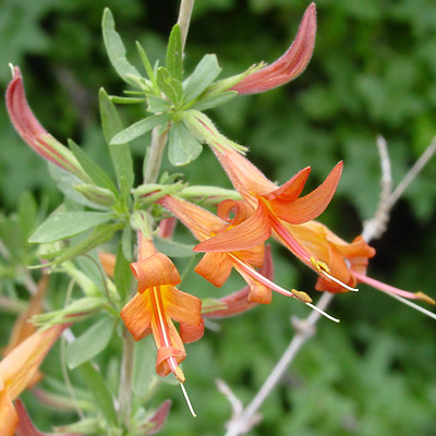 Anisacanthus thurberi - Thurber's Desert Honeysuckle, Chuparosa (orange flowers)