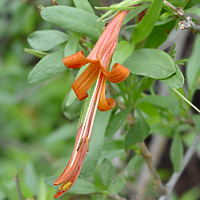 Anisacanthus thurberi - Thurber's Desert Honeysuckle, Chuparosa (orange flower)