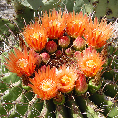 Barrel cactus; photo by T. Beth Kinsey