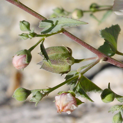 Abutilon incanum - Pelotazo, Hoary Abutilon (fruit)