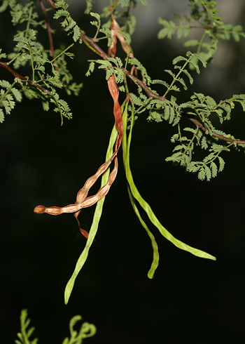 Seedpods on an Acacia constricta - Whitethorn Acacia, White-thorn Acacia Seedpods on an Acacia constricta - Whitethorn Acacia, White-thorn Acacia