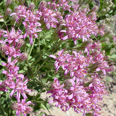 Acourtia wrightii - Brownfoot, Perezia Acourtia wrightii - Brownfoot, Perezia