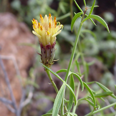 Adenophyllum porophylloides - San Felipe Dogweed, San Felipe Dyssodia