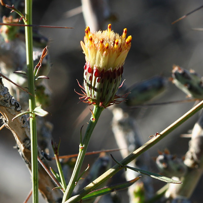 Adenophyllum porophylloides - San Felipe Dogweed, San Felipe Dyssodia