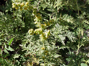 Ambrosia confertiflora - Weakleaf Bur Ragweed, Weakleaf Burr-Ragweed, Slimleaf Bursage, Slender Ragweed Ambrosia confertiflora - Weakleaf Bur Ragweed, Weakleaf Burr-Ragweed, Slimleaf Bursage, Slender Ragweed