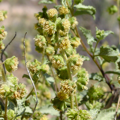 Ambrosia deltoidea - Triangle Bur Ragweed, Triangle Burr-Ragweed, Triangleleaf Bursage, Triangle-leaf Bursage