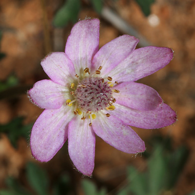 Anemone tuberosa - Tuber Anemone, Desert Anemone (pink flower)