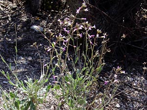 Arabis perennans - Perennial Rockcress, Stiffarm Rock Cress Arabis perennans - Perennial Rockcress, Stiffarm Rock Cress