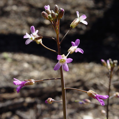 Arabis perennans - Perennial Rockcress, Stiffarm Rock Cress Arabis perennans - Perennial Rockcress, Stiffarm Rock Cress