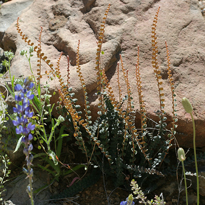 Astrolepis cochisensis - Cochise Scaly Cloakfern Astrolepis cochisensis - Cochise Scaly Cloakfern