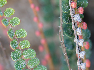 Astrolepis cochisensis - Cochise Scaly Cloakfern Astrolepis cochisensis - Cochise Scaly Cloakfern