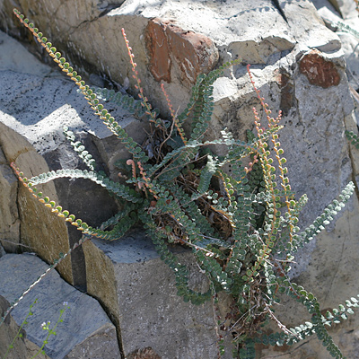Astrolepis cochisensis - Cochise Scaly Cloakfern Astrolepis cochisensis - Cochise Scaly Cloakfern