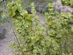 Atriplex canescens - Fourwing Saltbush, Four-wing Saltbush, Chamise, Chamize, Chamiso, Shadscale (seeds) Atriplex canescens - Fourwing Saltbush, Four-wing Saltbush, Chamise, Chamize, Chamiso, Shadscale (seeds)