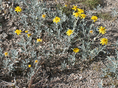 Bahia absinthifolia - Hairyseed Bahia, Silverleaf Bahia Bahia absinthifolia - Hairyseed Bahia, Silverleaf Bahia