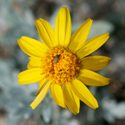 Bahia absinthifolia - Hairyseed Bahia, Silverleaf Bahia (flower) Bahia absinthifolia - Hairyseed Bahia, Silverleaf Bahia (flower)