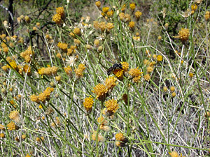 Bebbia juncea - Sweetbush, Chuckwalla's Delight Bebbia juncea - Sweetbush, Chuckwalla's Delight