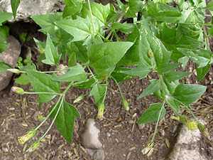 Brickellia coulteri - Coulter's Brickellbush, Coulter's Brickellia Brickellia coulteri - Coulter's Brickellbush, Coulter's Brickellia