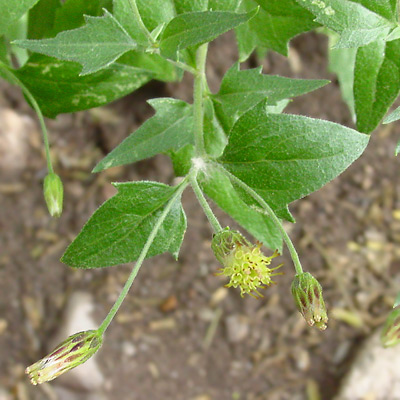 Brickellia coulteri - Coulter's Brickellbush, Coulter's Brickellia Brickellia coulteri - Coulter's Brickellbush, Coulter's Brickellia