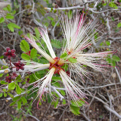Calliandra eriophylla - Fairyduster, Fairy Duster (white flowers) Calliandra eriophylla - Fairyduster, Fairy Duster (white flowers)