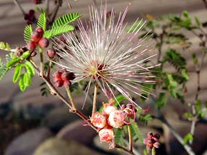 Calliandra eriophylla - Fairyduster, Fairy Duster Calliandra eriophylla - Fairyduster, Fairy Duster
