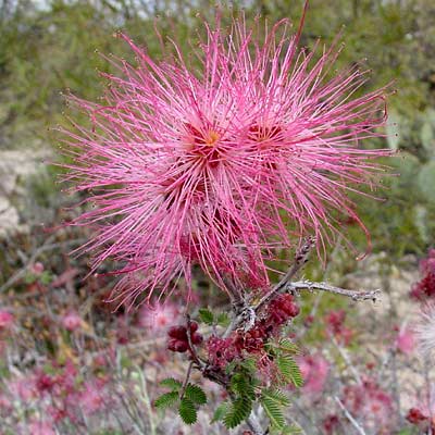 Calliandra eriophylla - Fairyduster, Fairy Duster (pink flowers) Calliandra eriophylla - Fairyduster, Fairy Duster (pink flowers)