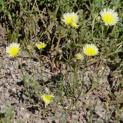 Smooth desert dandelion; photo by T. Beth Kinsey