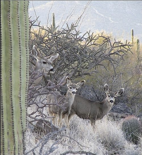 Sunrise on Tumamoc Hill. Photo by Sam Angevine
