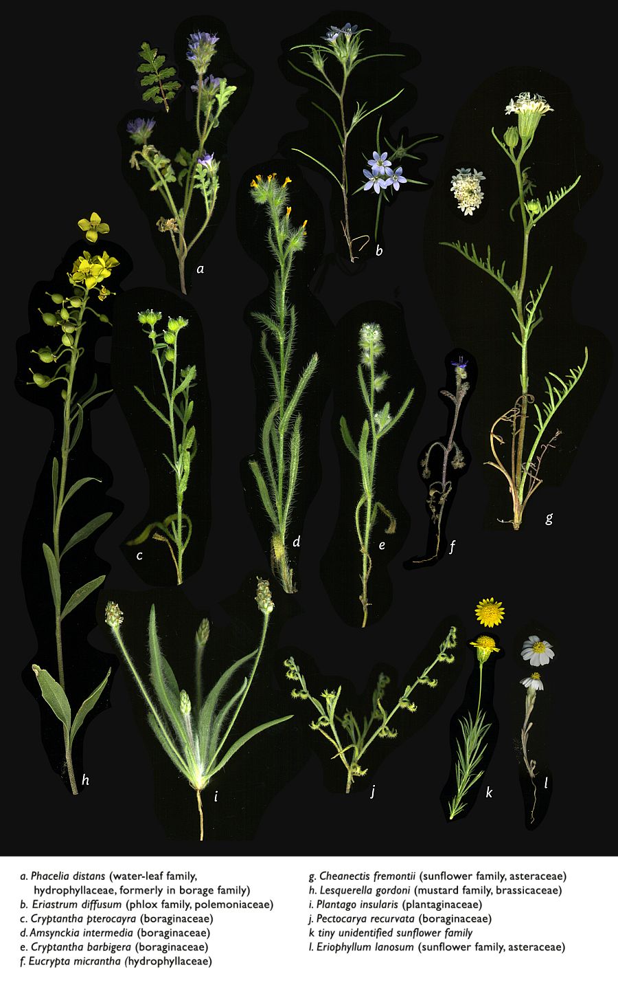 Identifications — Ursula Basinger; photograph — Paul Mirocha